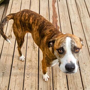 Rescue Mountain Cur Dogs for Adoption in Rochester, Minnesota - Toby | PetCurious