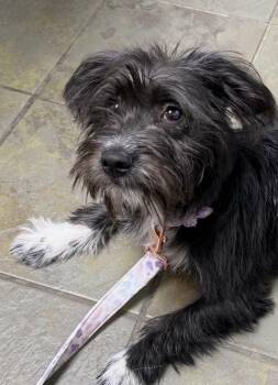 Wirehaired Dachshund Dogs Available for Adoption - Bubbles | PetCurious