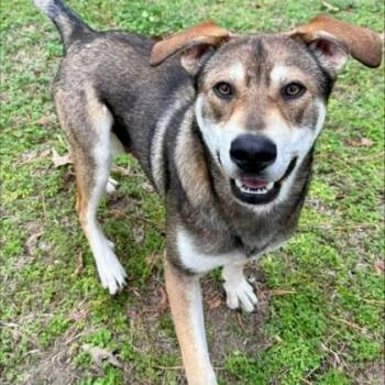 Mixed Breed Dogs Available for Adoption - Otis | PetCurious