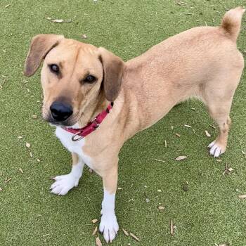 Toast -  Feist and Mixed Breed Dog for Adoption in Riverwoods, Illinois - Toast | PetCurious