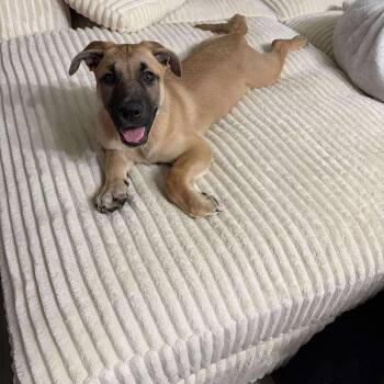 German Shepherd Dog Dogs Available for Adoption - Marzipan | PetCurious