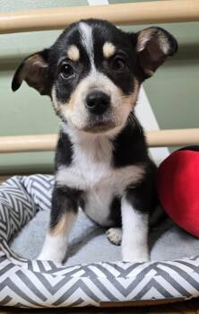 Australian Shepherd Dogs Available for Adoption - Josie | PetCurious