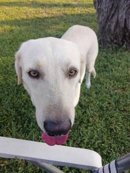 Piper (Valley) -  Labrador Retriever Dog for Adoption in Brewster, New York - Piper (Valley) | PetCurious