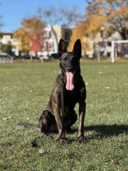 Rescue Dutch Shepherd and Belgian Shepherd Malinois Dogs for Adoption in Saint-basile, Quebec - Ares | PetCurious