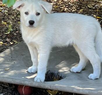 Mixed Breed Dogs Available for Adoption in Mount Pleasant, South Carolina - Luke | PetCurious