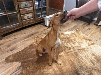 Labrador Retriever Dogs Available for Adoption in The Woodlands, Texas - Lucy | PetCurious