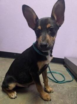 Chihuahua and Mixed Breed Dogs Available for Adoption in El Paso, Texas - 60834753 | PetCurious