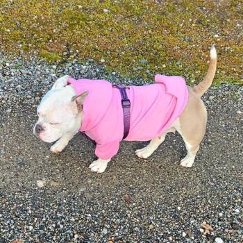 American Bulldog and Mixed Breed Dogs Available for Adoption in Sacramento, California - Winnie | PetCurious