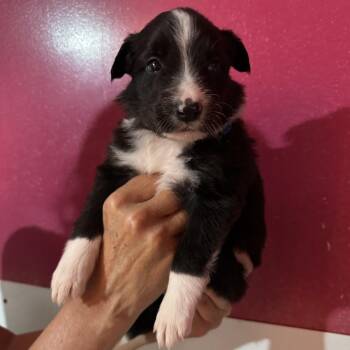 BC-PUP3 -  Border Collie Dog Available for Adoption in Richmond, California - BC-PUP3 | PetCurious