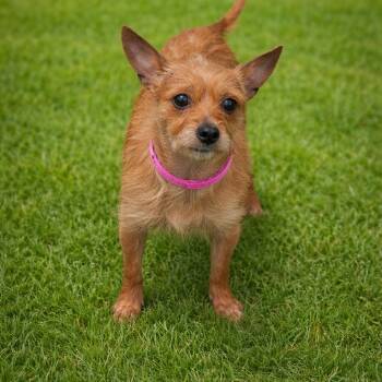 Terrier Dogs Available for Adoption in Las Vegas, Nevada - Magnolia | PetCurious