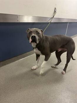 CHAPEL -  American Bulldog Dog for Adoption in Doral, Florida - CHAPEL | PetCurious