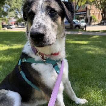 Phoenix -  Australian Cattle Dog Blue Heeler and Mixed Breed Dog for Adoption in South Elgin, Illinois - Phoenix | PetCurious