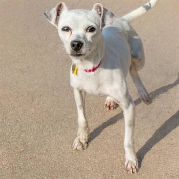 SQUEAKY -  Chihuahua Dog for Adoption in St. Louis, Missouri - SQUEAKY | PetCurious