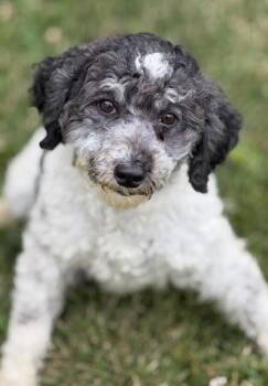 Diana -  Poodle Dog for Adoption in Malvern, Pennsylvania - Diana | PetCurious