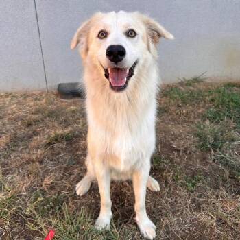 Zayden -  Anatolian Shepherd and Terrier Dog for Adoption in Bloomfield, Connecticut - Zayden | PetCurious
