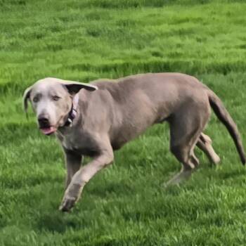 Maple -  Labrador Retriever and Weimaraner Dog for Adoption in Minneapolis, Minnesota - Maple | PetCurious
