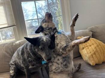 Mixed Breed Dogs Available for Adoption in Chamblee, Georgia - Bernard | PetCurious