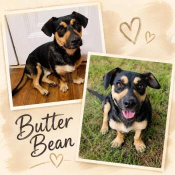 Butter Bean -  Dachshund and Mixed Breed Dog for Adoption in Ferndale, Michigan - Butter Bean | PetCurious