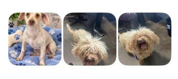 Quincy -  Poodle Dog for Adoption in Cedartown, Georgia - Quincy | PetCurious