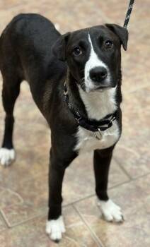 Border Collie Dogs Available for Adoption - Lilly | PetCurious