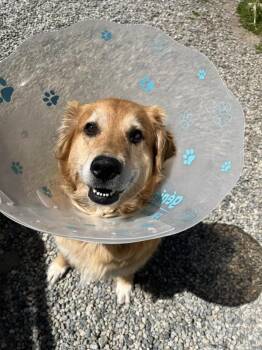 Momma -  Husky and Border Collie Dog for Adoption in Powell River, British Columbia - Momma | PetCurious