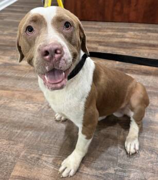 Rescue Boxer and American Bulldog Dogs for Adoption in Troy, Alabama - Travis | PetCurious