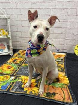 Betty Grof -  Pit Bull Terrier and Mixed Breed Dog for Adoption in Westland, Michigan - Betty Grof | PetCurious