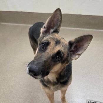 Rescue German Shepherd Dog Dogs for Adoption in Chatham, Virginia - Carrie | PetCurious