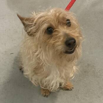Yorkshire Terrier Dogs Available for Adoption in Charlottesville, Virginia - Wingardium | PetCurious