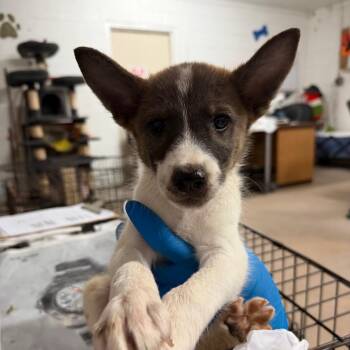 Bell pepper -  Shepherd and Mixed Breed Dog for Adoption in Edinburg, Texas - Bell Pepper | PetCurious