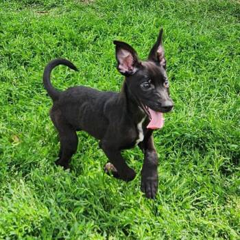 Rescue Shepherd and Mixed Breed Dogs for Adoption in Hackett, Arkansas - BB Pup 1/Squirt | PetCurious