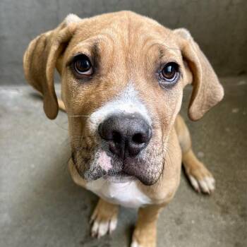 Mastiff Dogs Available for Adoption in Los Angeles, California - Pony A5773856 | PetCurious