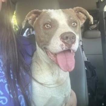 Pit Bull Terrier Dogs Available for Adoption in Martinsville, Virginia - Ollie Pop | PetCurious