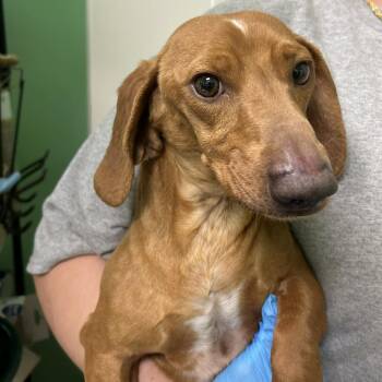 Dachshund Dogs Available for Adoption in Boulder, Colorado - Darwin | PetCurious