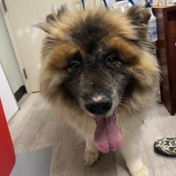 Tibetan Mastiff and Chow Chow Dogs Available for Adoption in Waldorf, Maryland - Mufasa | PetCurious