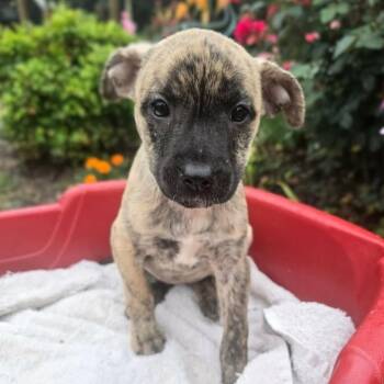 Romi -  Pit Bull Terrier and Mixed Breed Dog for Adoption in Griswold, Connecticut - Romi | PetCurious
