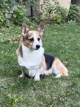 Maximus-I26043 -  Pembroke Welsh Corgi Dog for Adoption in Anoka, Minnesota - Maximus-I26043 | PetCurious