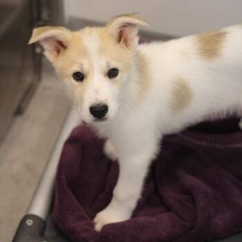 Ireland 22746 -  Great Pyrenees and Mixed Breed Dog for Adoption in Cumming, Georgia - Ireland 22746 | PetCurious