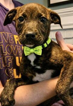 Labrador Retriever Dogs Available for Adoption in Manchester, Connecticut - Zano | PetCurious