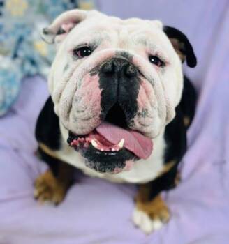 English Bulldog Dogs Available for Adoption in West Chester, Pennsylvania - Winston | PetCurious