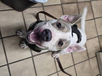 Rescue Pit Bull Terrier Dogs for Adoption in Edison, New Jersey - Devlin | PetCurious