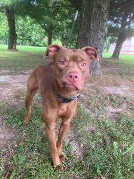 Ellie -  Pit Bull Terrier Dog for Adoption in Springfield, Illinois - Ellie | PetCurious