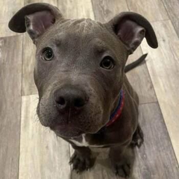 Pit Bull Terrier Dogs Available for Adoption - Smooch | PetCurious