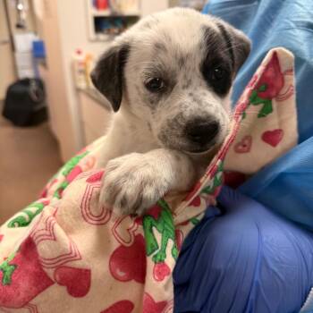 Shortcake -  Cattle Dog and Mixed Breed Dog for Adoption in Flagstaff, Arizona - Shortcake | PetCurious
