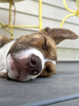 Mills -  Great Dane and Pit Bull Terrier Dog for Adoption in Malvern, Pennsylvania - Mills | PetCurious