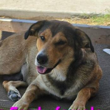 Lita Ford -  German Shepherd Dog and Mixed Breed Dog for Adoption in Olathe, Kansas - Lita Ford | PetCurious