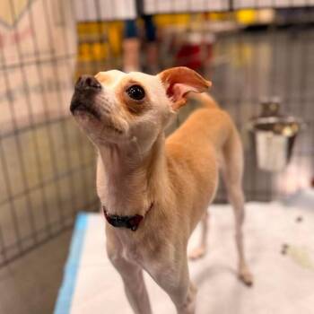 Correa/Charlie OS NV PDR -  Chihuahua Dog for Adoption in Las Vegas, Nevada - Correa/Charlie OS NV PDR | PetCurious