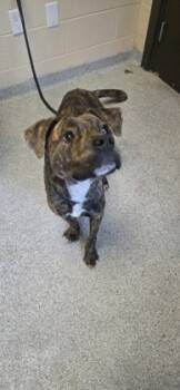 Rescue Mixed Breed Dogs for Adoption in Reidsville, North Carolina - Nelson | PetCurious