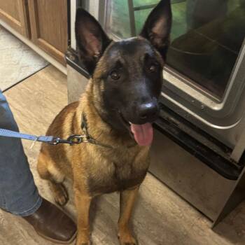 Capone -  Belgian Shepherd Malinois Dog for Adoption in Hinesville, Georgia - Capone | PetCurious