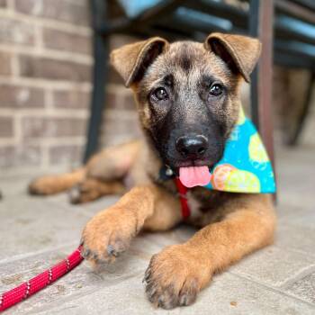 Belgian Shepherd Malinois and German Shepherd Dog Dogs Available for Adoption in San Antonio, Texas - Piper | PetCurious